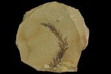 Dawn Redwood (Metasequoia) Fossil - Montana #165196-1